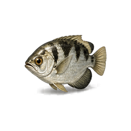 Archerfish