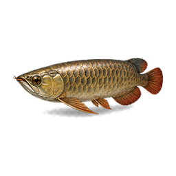 Arowana