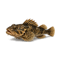 Baikal Sculpin
