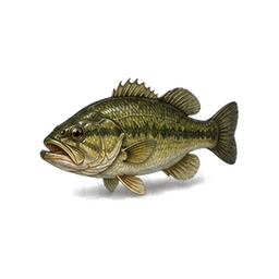 Bass