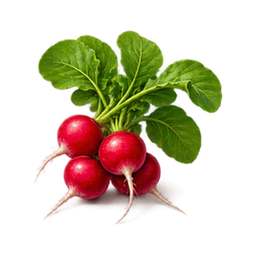 Cherry Radish