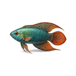 Paradise Fish