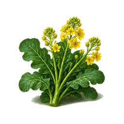 Winter Canola